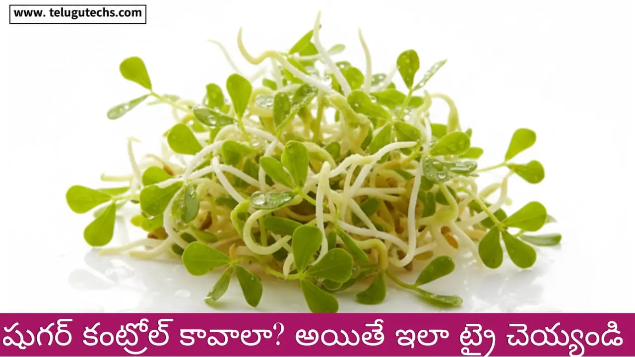 sprouted methi benefits - Sprouted fenugreek seeds in bowl – natural remedy for diabetes, weight loss, immunity.