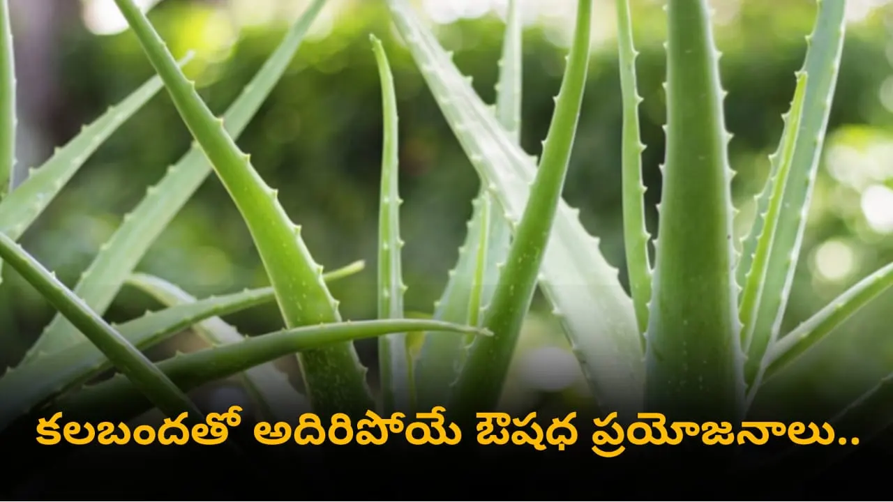 Aloe Vera for Skin – aloe vera for glowing skin, hair growth, diabetes, BP, constipation, and weight loss in Telugu.