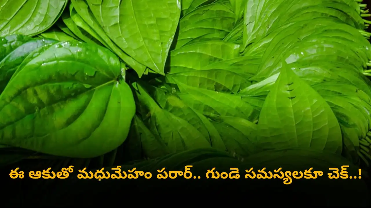 betel leaves for diabetes - how betel leaves lower blood sugar, improve heart health, digestion and kidney function in Telugu.
