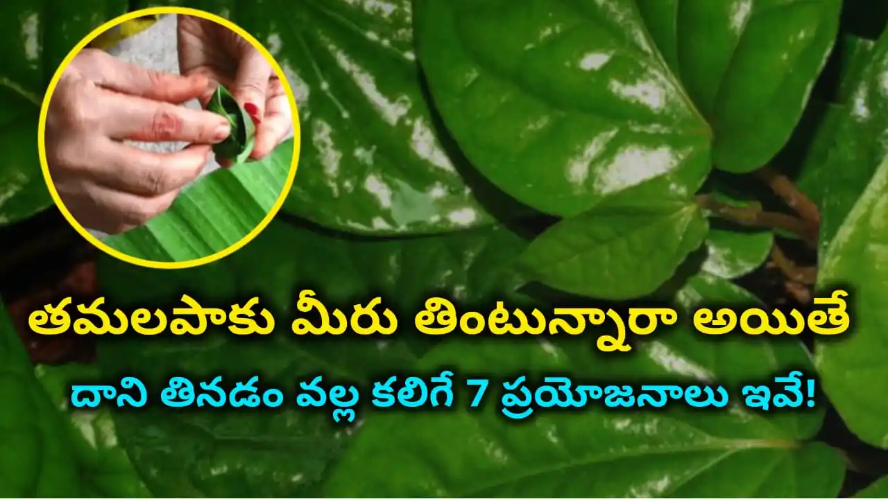 7 health benefits of betel leaves – how betel leaves support blood sugar, oral health, liver protection, digestion, heart and brain health in Telugu.
